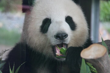 giant panda in zoo in belin in germany  © frdric