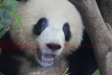 giant panda in zoo in belin in germany  © frdric
