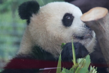 giant panda in zoo in belin in germany  © frdric