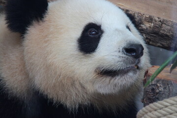 giant panda in zoo in belin in germany  © frdric