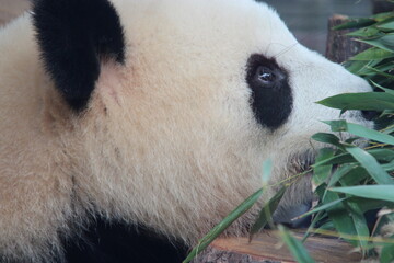 giant panda in zoo in belin in germany  © frdric