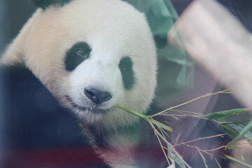 giant panda in zoo in belin in germany  © frdric