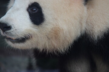 giant panda in zoo in belin in germany  © frdric
