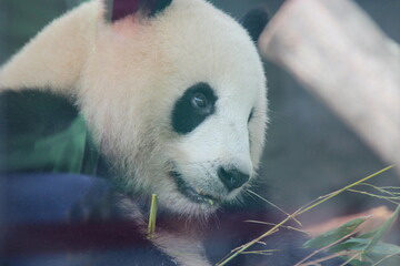 giant panda in zoo in belin in germany  © frdric