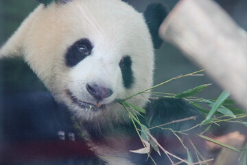 giant panda in zoo in belin in germany  © frdric