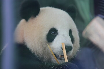 giant panda in zoo in belin in germany  © frdric