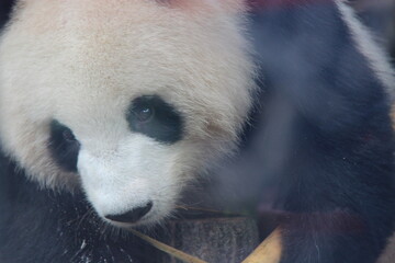 giant panda in zoo in belin in germany  © frdric