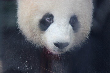 giant panda in zoo in belin in germany  © frdric