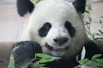 giant panda in zoo in belin in germany  © frdric