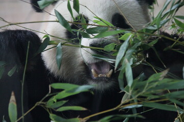 giant panda in zoo in belin in germany  © frdric