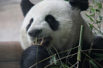 giant panda in zoo in belin in germany  © frdric