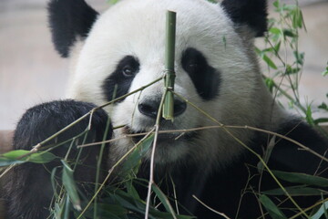 giant panda in zoo in belin in germany  © frdric