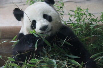 giant panda in zoo in belin in germany  © frdric