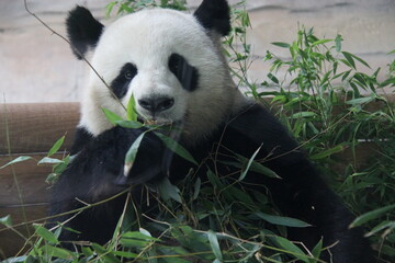 giant panda in zoo in belin in germany  © frdric