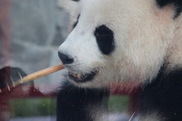 giant panda in a zoo in berlin in germany  © frdric