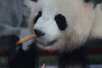 giant panda in a zoo in berlin in germany  © frdric