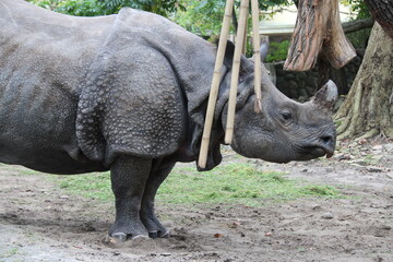 indian rhinoceros in a zoo in berlin in germany  © frdric