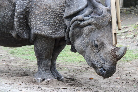 indian rhinoceros in a zoo in berlin in germany 