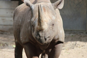 black rhinoceros in a zoo in berlin in germany  © frdric