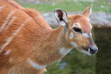 sitatunga in a zoo in berlin in germany  © frdric