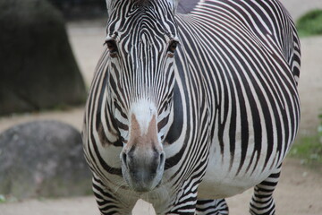 Naklejka premium zebra in zoo in berlin in germany 