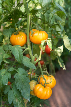 Ripe Large Yellow Tomatoes Growing on a Tomato Plant