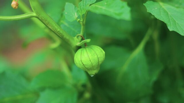 Unripe Tomatillo Growing on Vine in Summer Garden