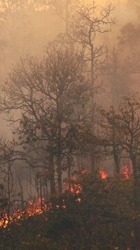 El Ni&ntilde;o climate event dries regions and increases wildfire risk.