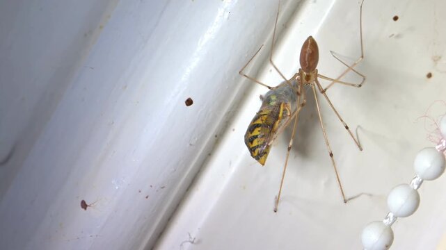 Cellar Spider (Pholcus phalangioides) with a live Wasp wrapped in silk in its web to immobilise it. Indoors, August, Kent, UK [Slow motion x5]	