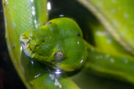 Green Tree Python is a striking arboreal snake native to the rainforests of New Guinea and eastern Indonesia