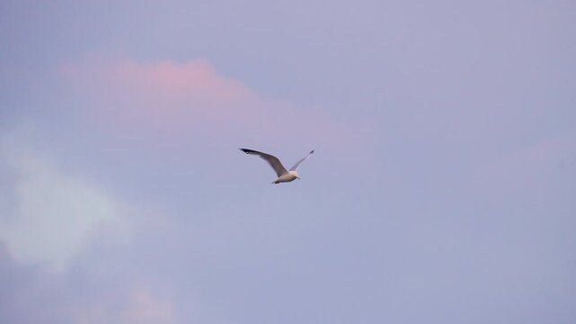 Migrating California Gull Flying in Slow Motion