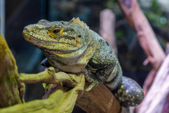 Banana Pectinata Iguana, a distinctive reptile known for its vibrant coloration