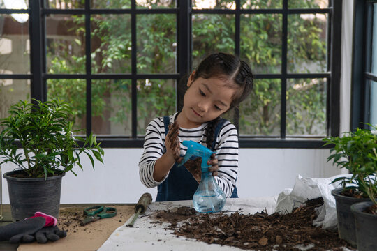 Cute little Asian girl playing with soil with dirty hands and holding a water spray bottle while planting potted plants indoors near a large window. Childhood learning and home gardening concept.