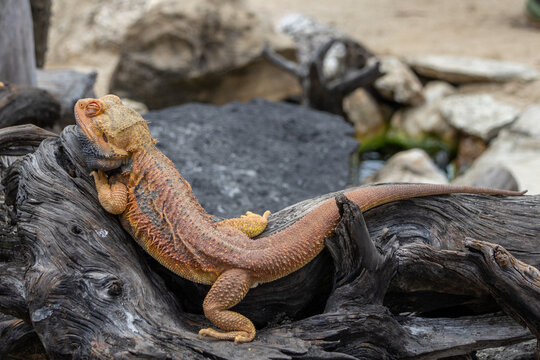 Central bearded dragon, a popular Australian reptile