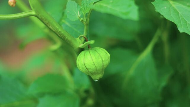 Unripe Tomatillo Growing on Vine in Summer Garden Zoom In