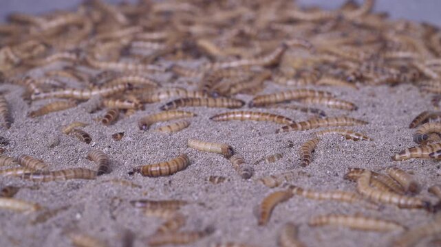Live Mealworms as Bird Food Sold on Sand Tray at Traditional Market