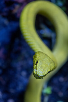 Komodo viper, a venomous snake native to Indonesia.