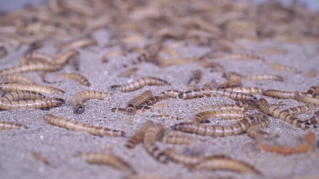 Live Mealworms as Bird Food Sold on Sand Tray at Traditional Market