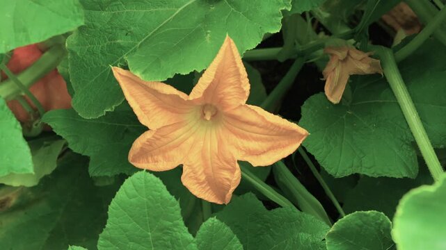 Summer Squash Blossom Growing in Vegetable Garden