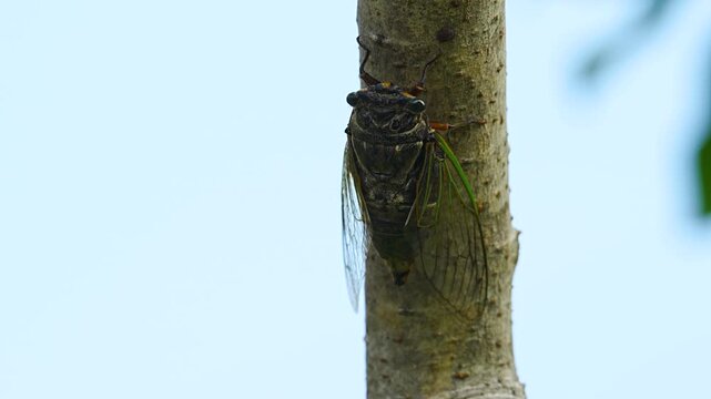 Black cicada (Cryptotympana facialis) singing on a branch [With Audio]