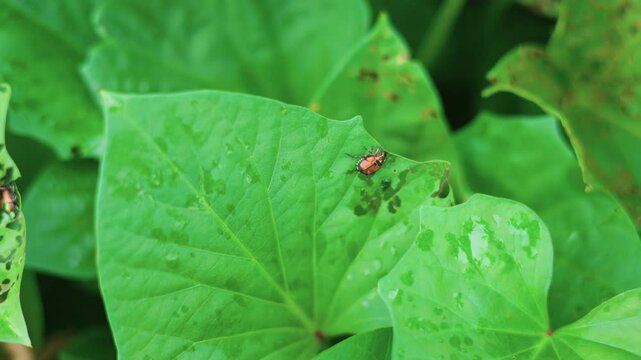 Japanese Beetle Feeding on Sweet Potato Plant Leaf