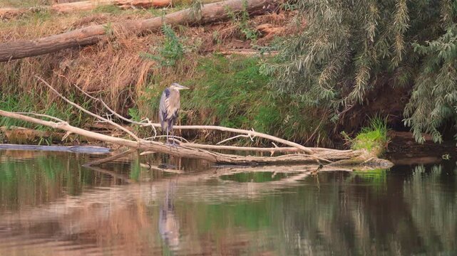Great Blue Heron Perched beside Cache la Poudre River
