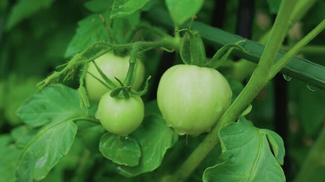 Unripe Green Tomatoes Growing on Vine Slow Zoom
