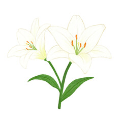 Obraz premium White Lily Flower Hand Drawn Illustration