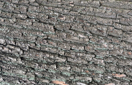 Old bark tree texture. Natural wood surface pattern, old tree skin