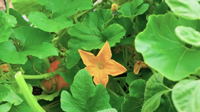 Summer Squash Blossom Growing in Vegetable Garden Zoom In