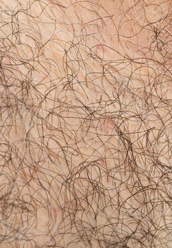 Hairy human skin, close view of male arm or leg, body hair, natural fur pattern