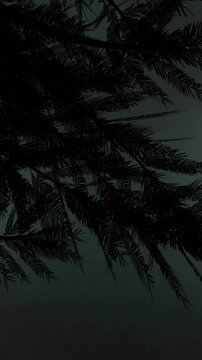 Silhouette of branches with leaves and lightning