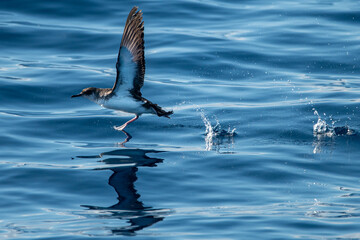 Manx shearwater © tomjunek.com