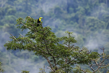 keel-billed toucan © tomjunek.com
